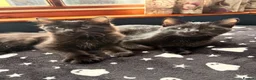 Mixed Breed cats for sale: Boy Kittens Looking for Their Forever Homes - Advert 4