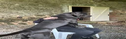 Cane Corso dogs for sale: Cane Corso Puppies  - Advert 3