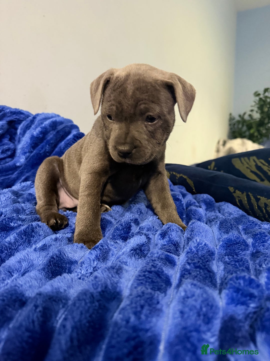 Staffordshire Bull Terrier dogs for sale: KC Registered Exceptional Blue Staffies - Advert 19