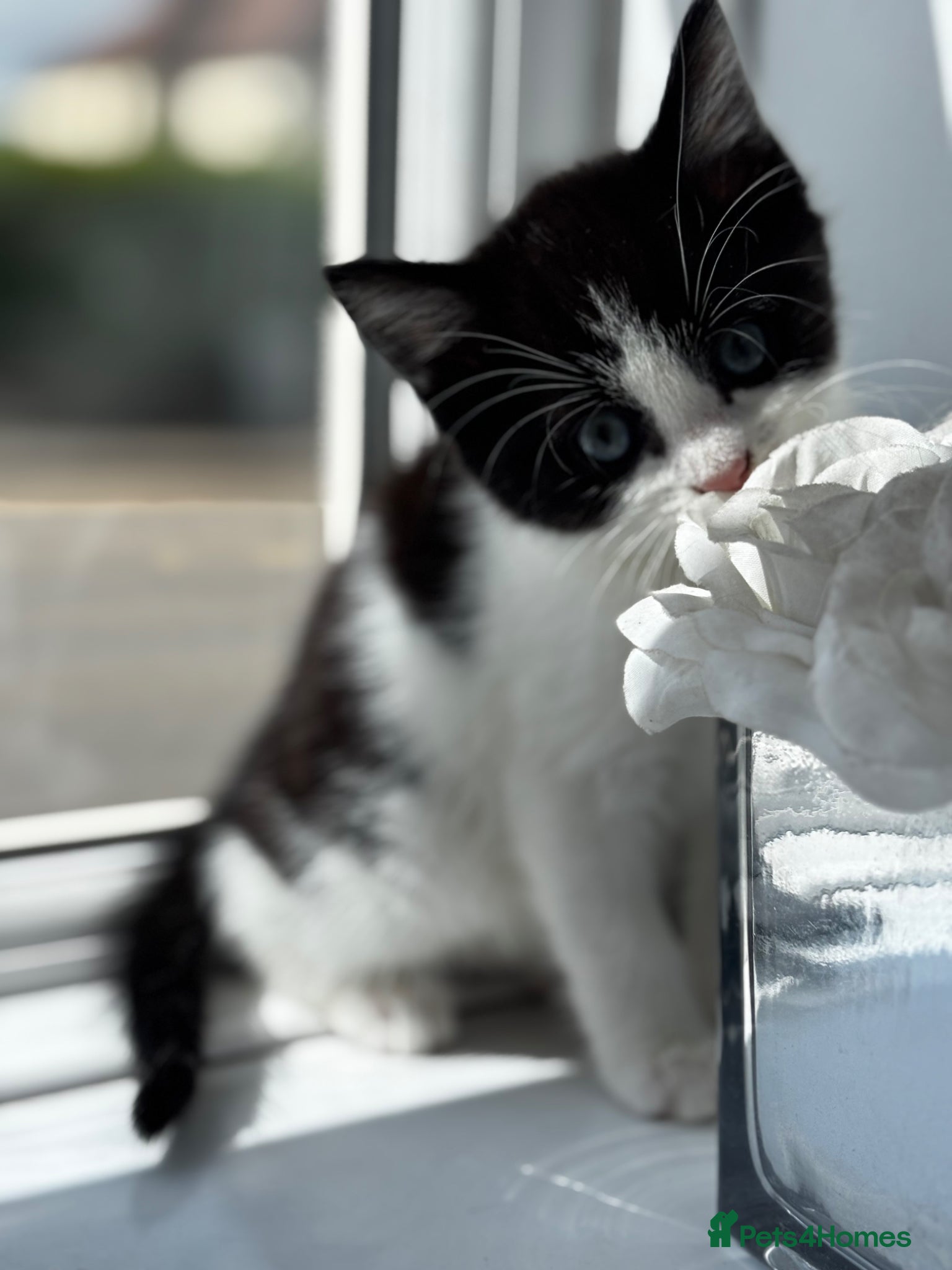 Mixed Breed cats Black and white male kitten for sale - Advert 9