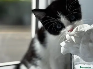 Mixed Breed cats Black and white male kitten for sale - Advert 10