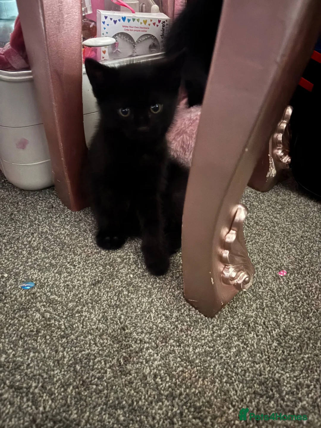 Mixed Breed cats for sale: Two black boys  in Warrington - Advert 6