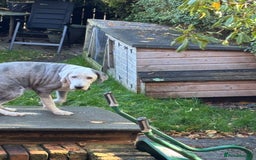 Old English Sheepdog dogs for sale: Old English Sheepdog  - Image 4