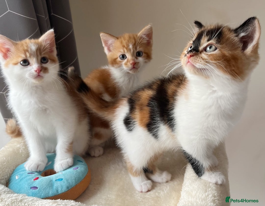 Domestic Shorthair cats for sale: Two kittens 5 months  - Image 2