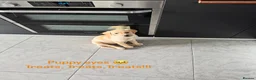 Labrador Retriever dogs for sale: Sweet Labrador Puppy Needs a New Family in Wembley - Advert 2