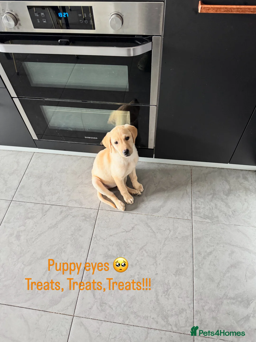Labrador Retriever dogs for sale: Sweet Labrador Puppy Needs a New Family in Wembley - Advert 2