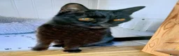 Mixed Breed cats for adoption: MUFFIN - Advert 5