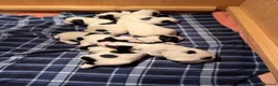 Sprocker dogs for sale: 8 gorgeous sprocker pups - Advert 4