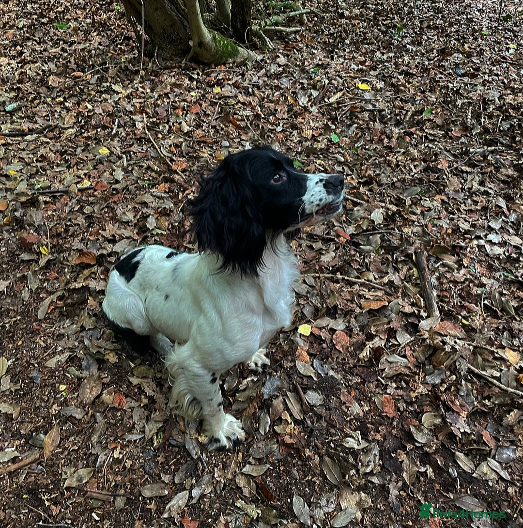 English Springer Spaniel dogs for sale: KC reg ESS Spanial bitch fully trained  - Image 4