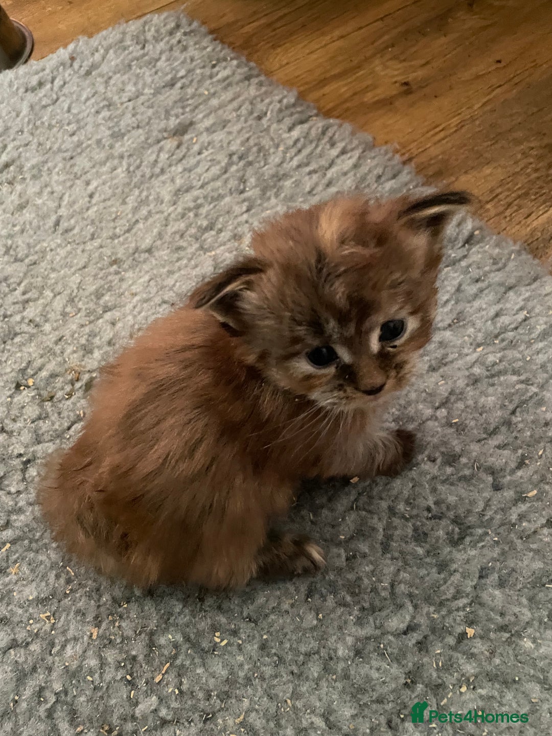 Maine Coon cats for sale: GCCF Registered female Maine Coon kitten - Image 6