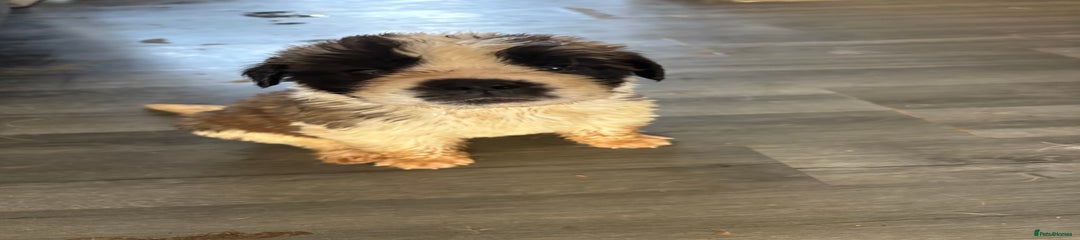 Saint Bernard Puppy 6