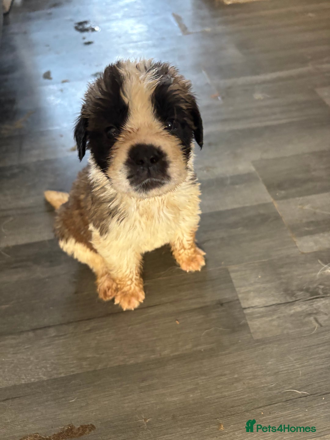 Saint Bernard dogs for sale: Saint Bernard  - Image 4