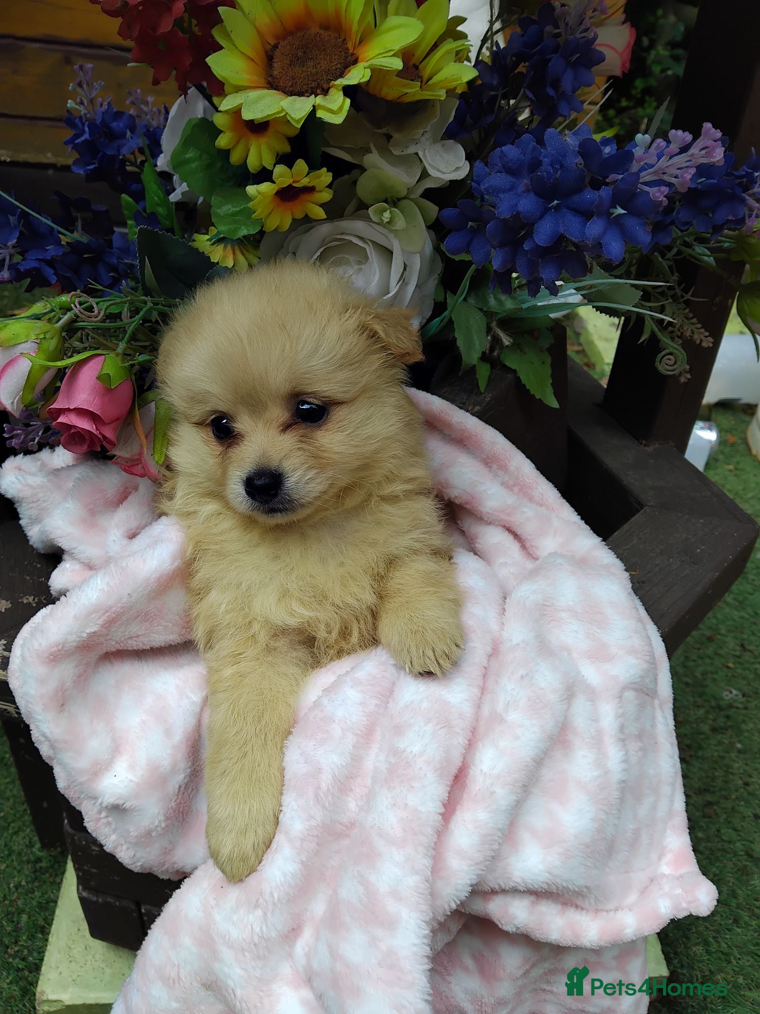 Pomeranian dogs Stunning palmeranian puppies for sale 8 weeks old. - Advert 18