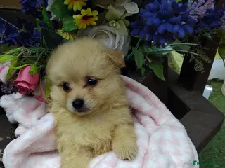 Pomeranian dogs Stunning palmeranian puppies for sale 8 weeks old. - Advert 17