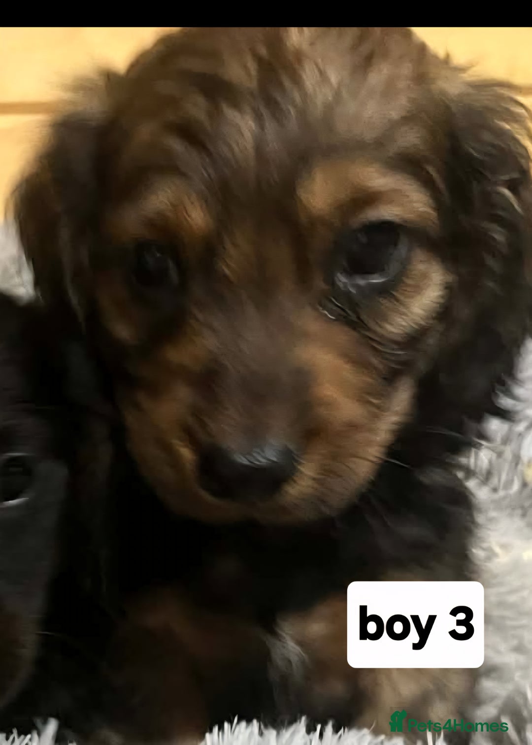 Mixed Breed dogs for sale: Dashound x jack Russell pups - Advert 5