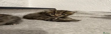 Mixed Breed Kitten 3