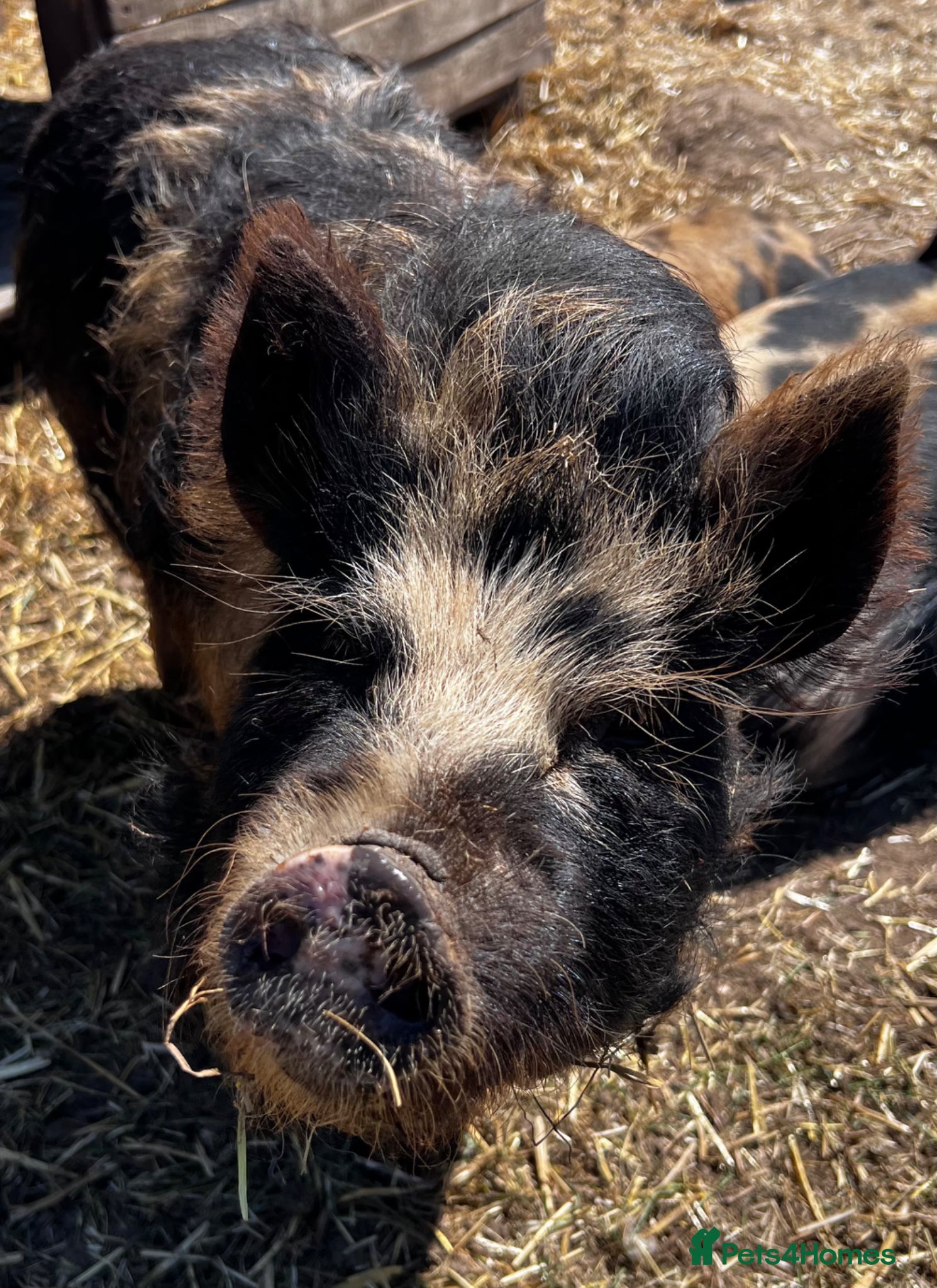 Pig livestock Various age Kune Kune cross pigs - Advert 1