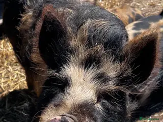 Pig livestock for sale: Various age Kune Kune cross pigs - Advert 2