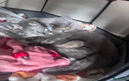 British Shorthair cats for sale: Blue British Shorthair kittens in Walsall - Image 6