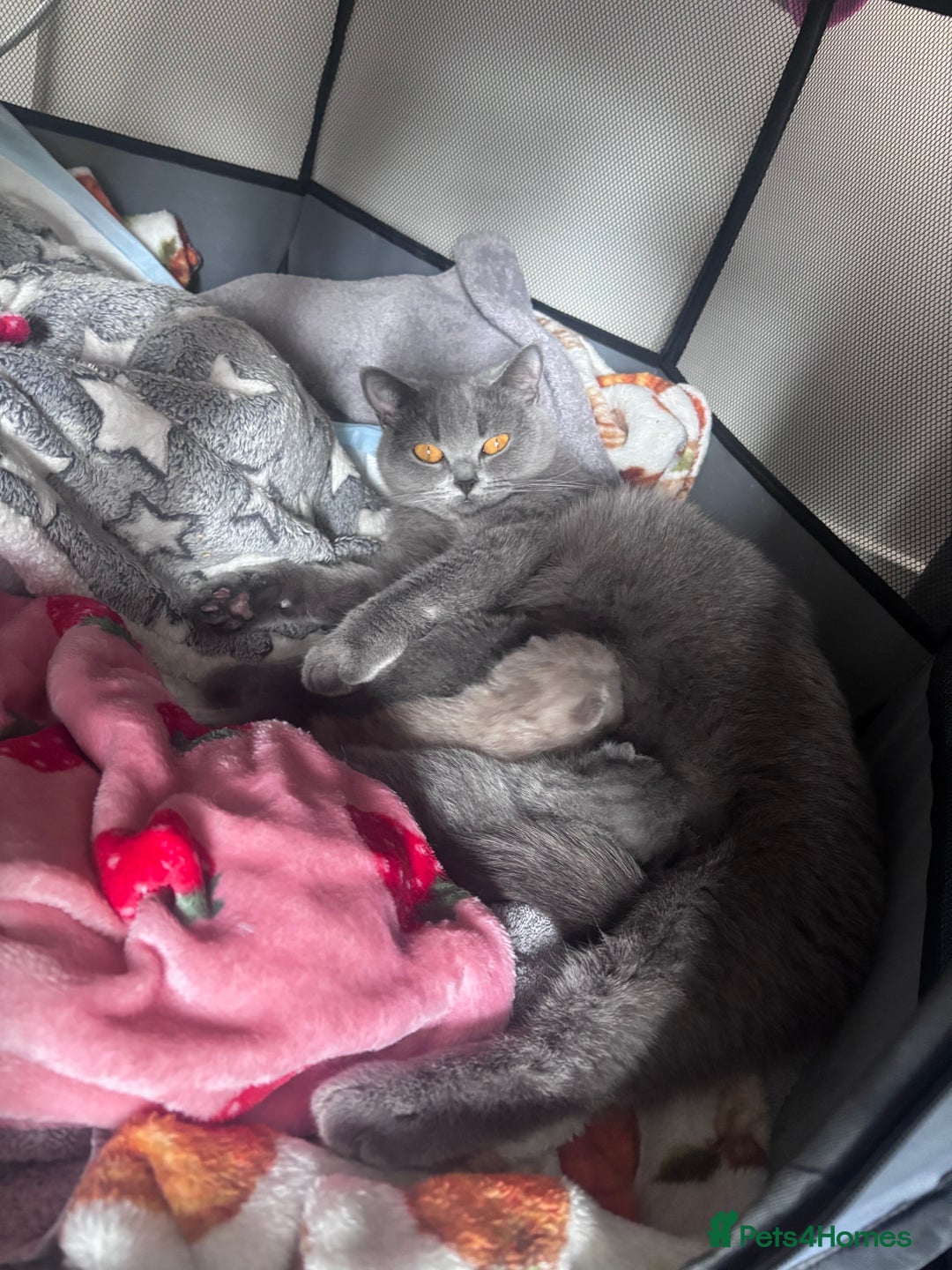 British Shorthair cats for sale: Blue British Shorthair kittens in Walsall - Image 6