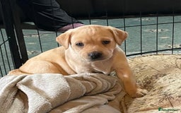 Labrador Retriever dogs for sale: Beautiful Labrador Puppies - Advert 13