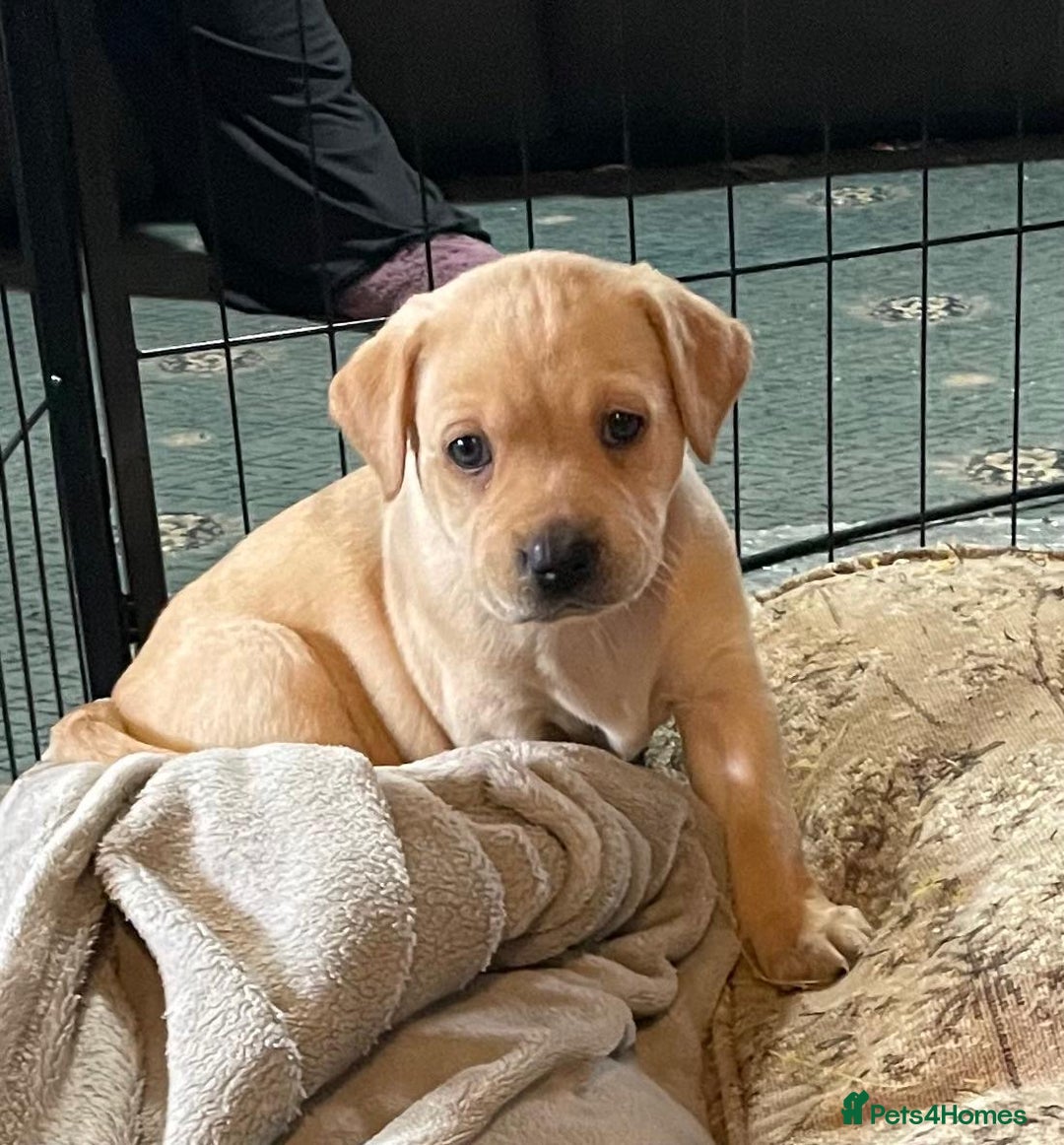 Labrador Retriever dogs for sale: Beautiful Labrador Puppies - Advert 13