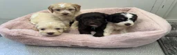 Cockapoo dogs for sale: F1 cockapoo puppies  - Advert 5