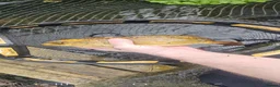 Pond Fish fish for sale: Koi carp / grass carp - Advert 8