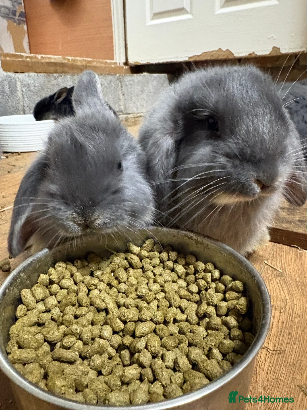 Gallery Image {{count}}