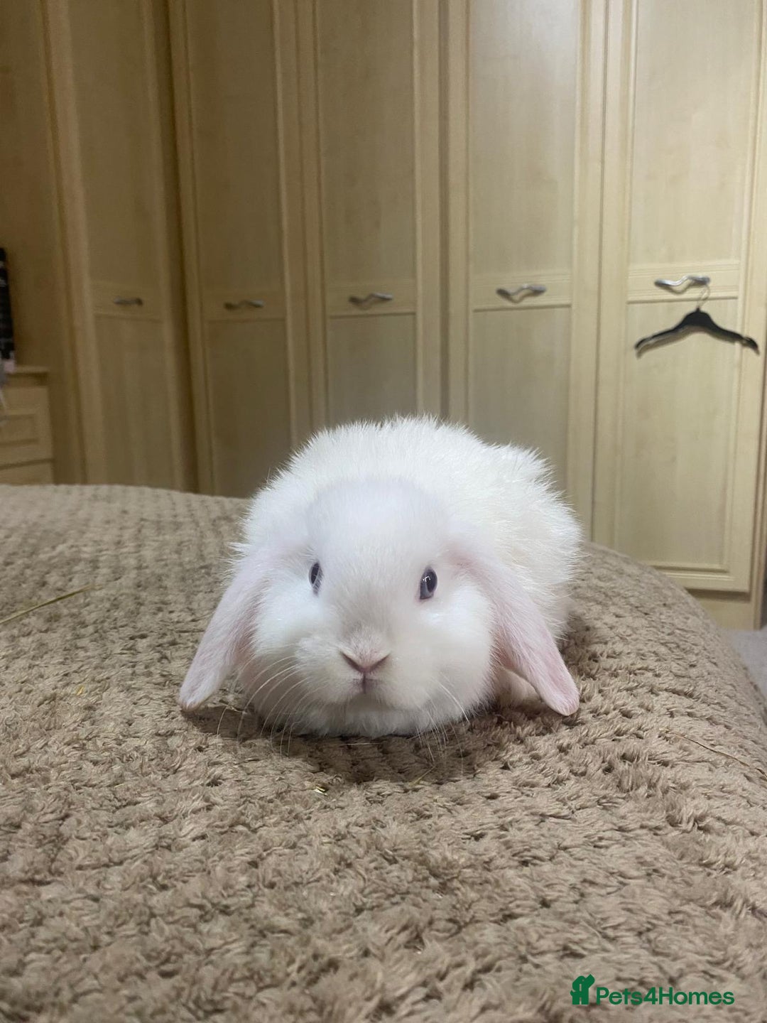Mini Lop rabbits for sale: Cute mini lops for sale £75 - Advert 7