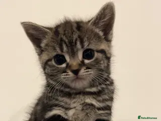 Mixed Breed cats SIAMESE X FEMALE KITTEN **AVAILABLE** - Advert 1