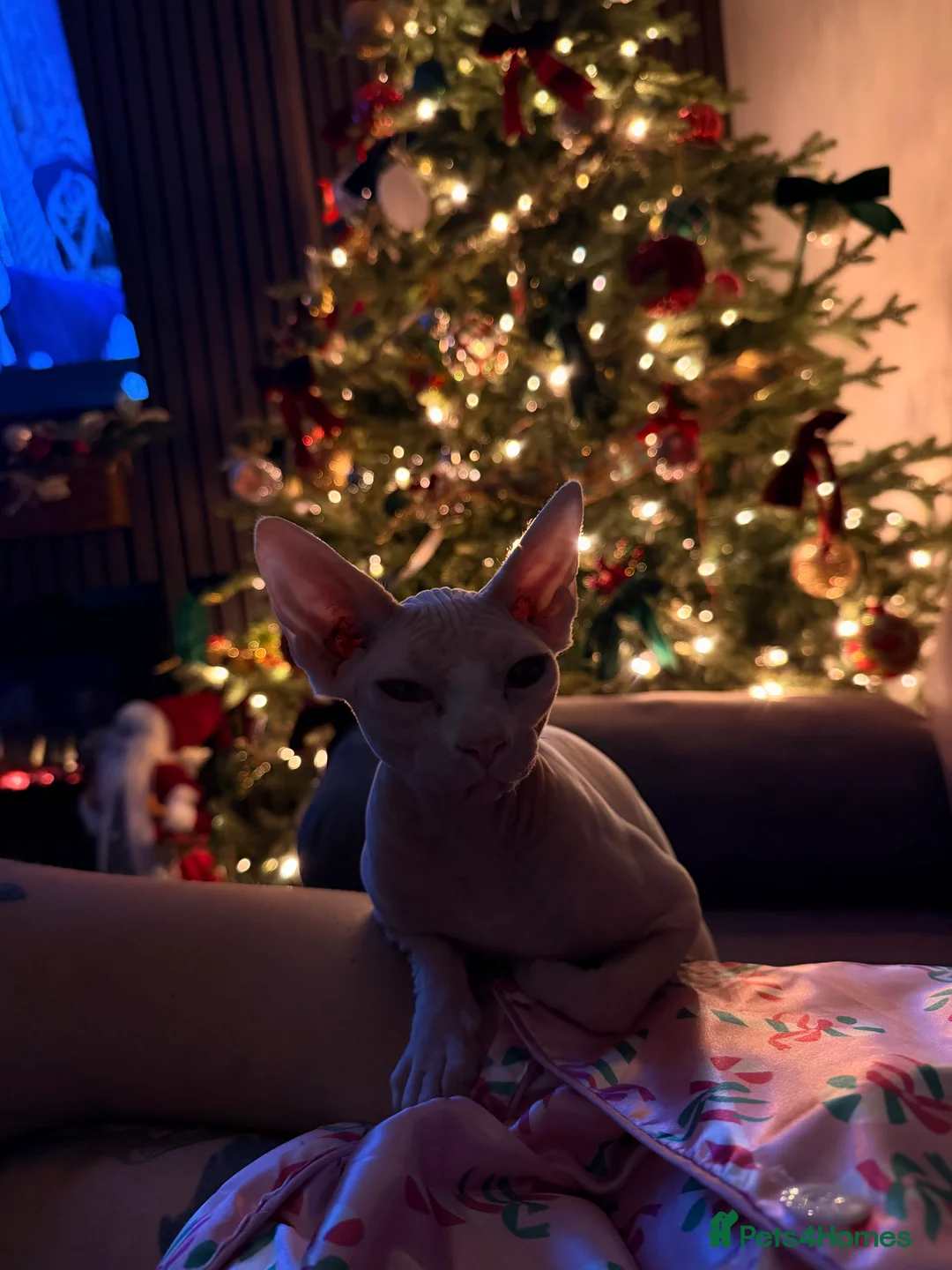 Sphynx cats for sale: Female sphynx in Birmingham - Advert 8