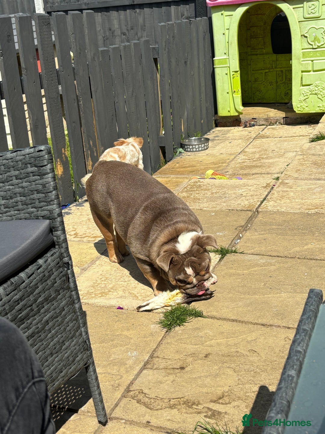 English Bulldog dogs for sale: British bulldog  - Image 1