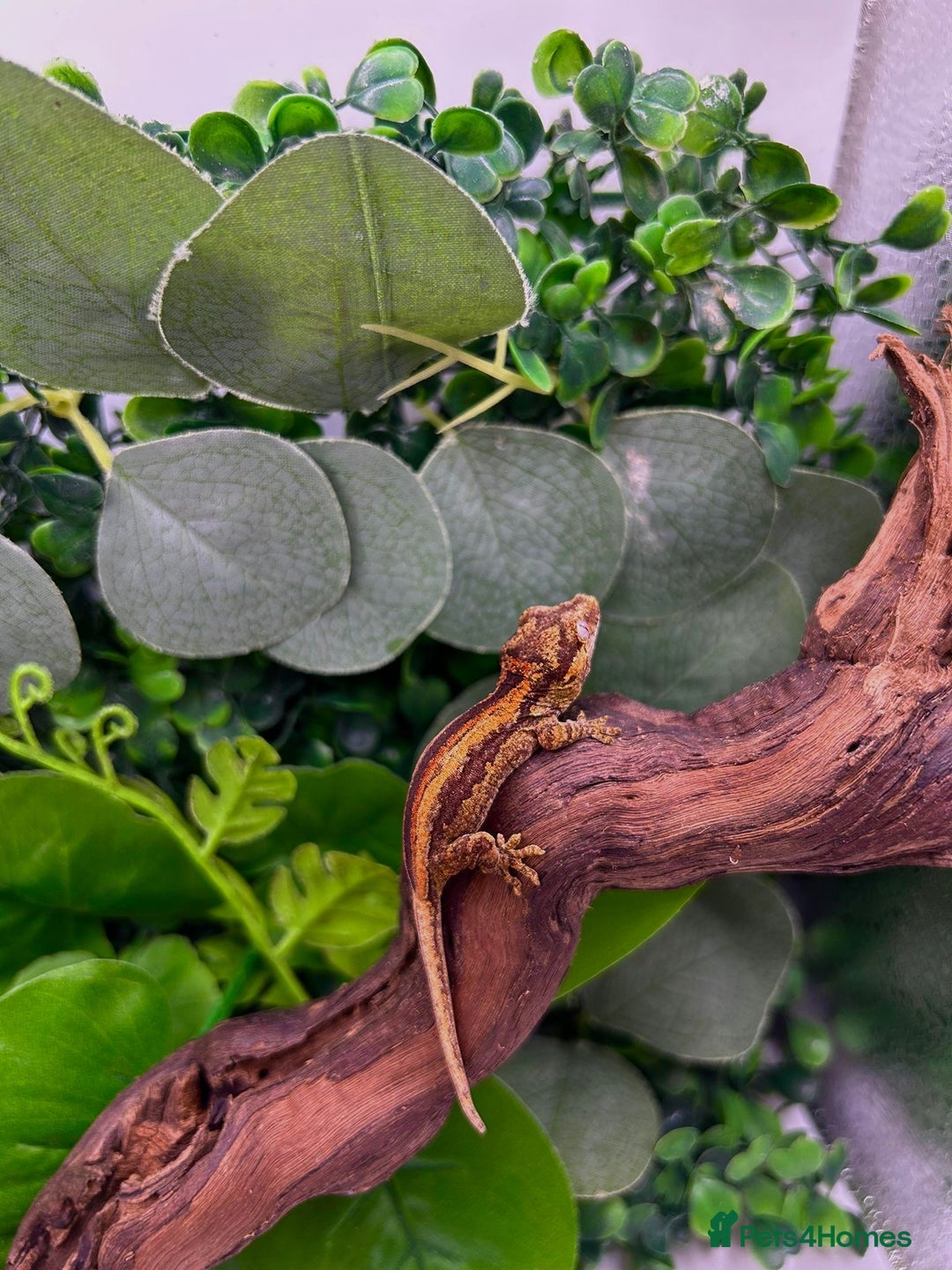 Gecko reptiles for sale: High red gargoyle gecko babies - Image 5