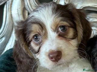 Miniature Dachshund dogs 5 star licensed breeder - Advert 1