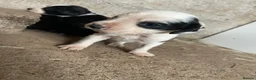 Mixed Breed dogs for sale: Beautiful mixed breed  in Bristol - Advert 7
