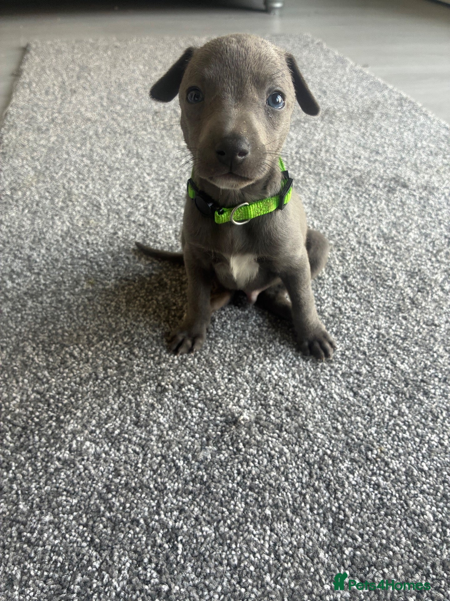 Whippet dogs Blue whippet puppies only 3 boys left 🏡💙 - Advert 3