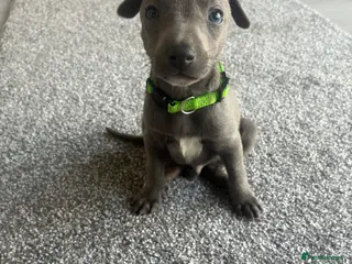 Whippet dogs Blue whippet puppies only 3 boys left 🏡💙 - Advert 3