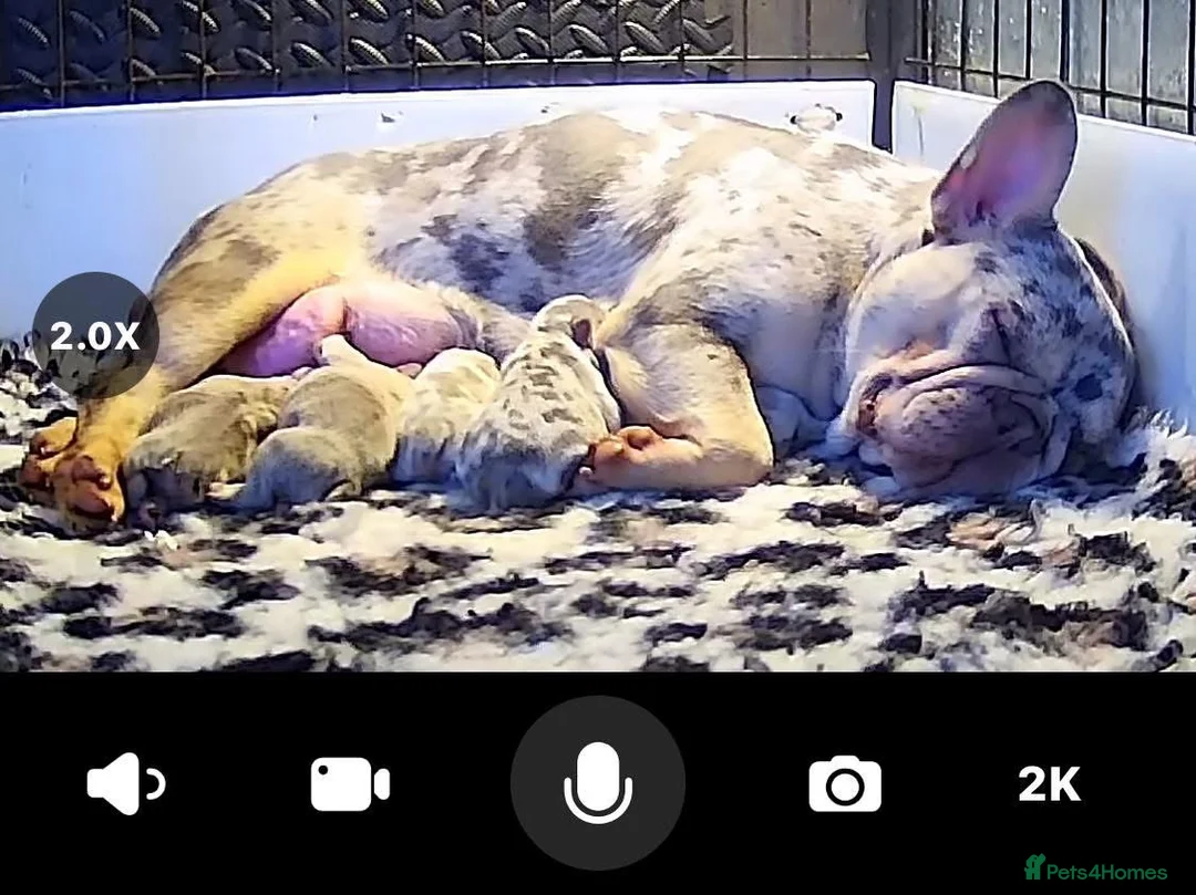 French Bulldog dogs for sale: NEWSHADE ISABELLA AND MERLE FRENCH BULLDOGS - Advert 29