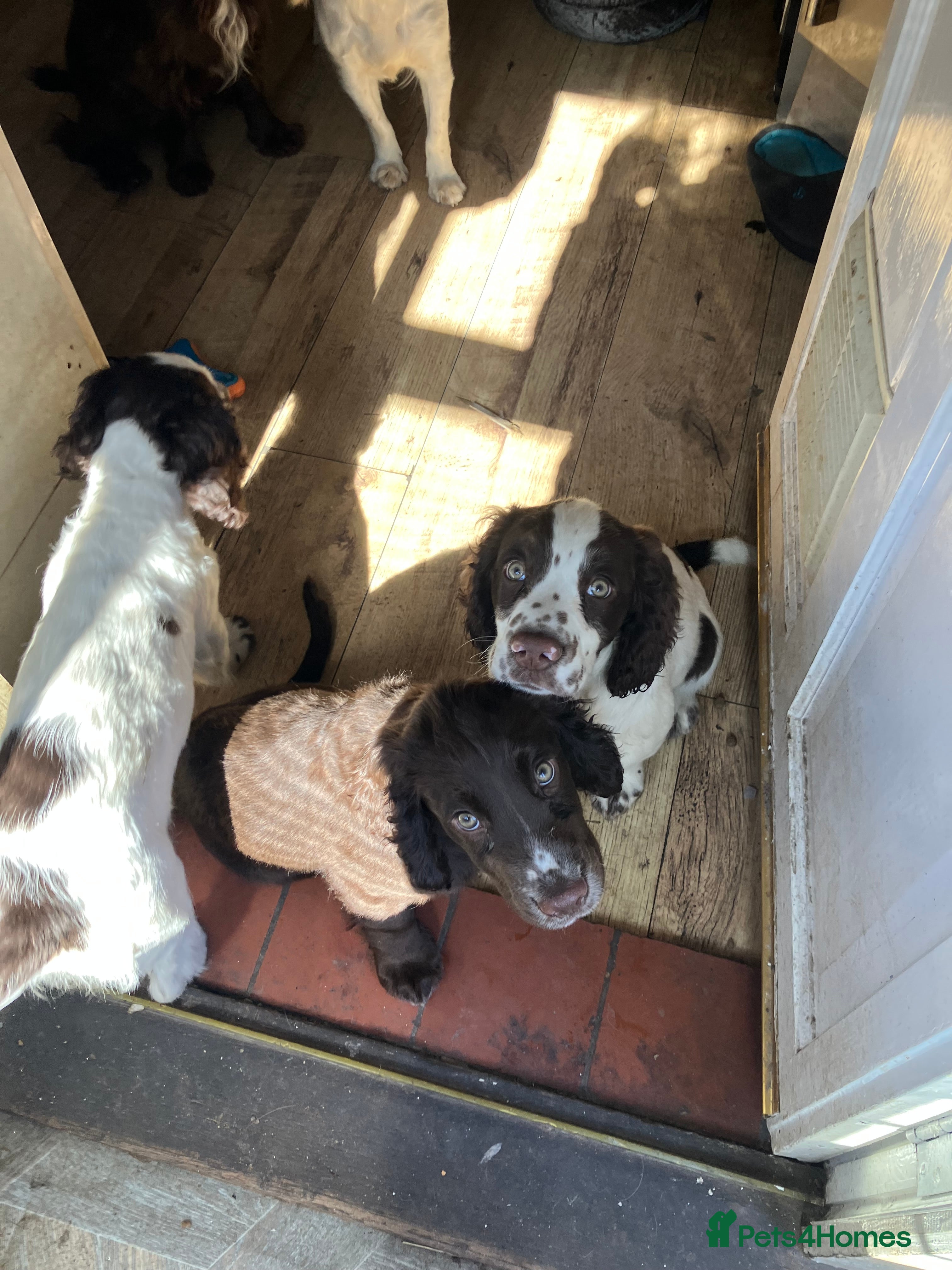 Cocker Spaniel dogs cocker spaniel puppies  - Advert 10