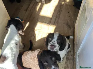 Cocker Spaniel dogs cocker spaniel puppies - Advert 10