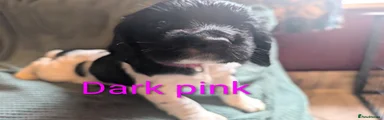 Dark pink