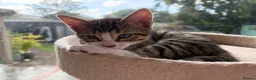 Mixed Breed cats for sale: Mixed breed with bengal in Eastleigh - Advert 29