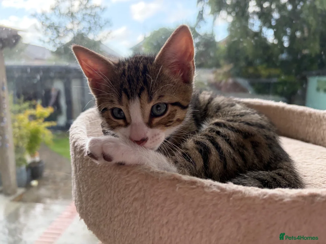Mixed Breed cats for sale: Mixed breed with bengal in Eastleigh - Advert 29
