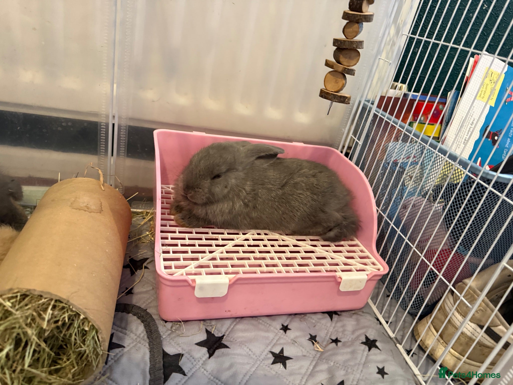 French Lop rabbits Only 1 Left - French Lop x Continental Giants 🩶🧡 - Advert 1