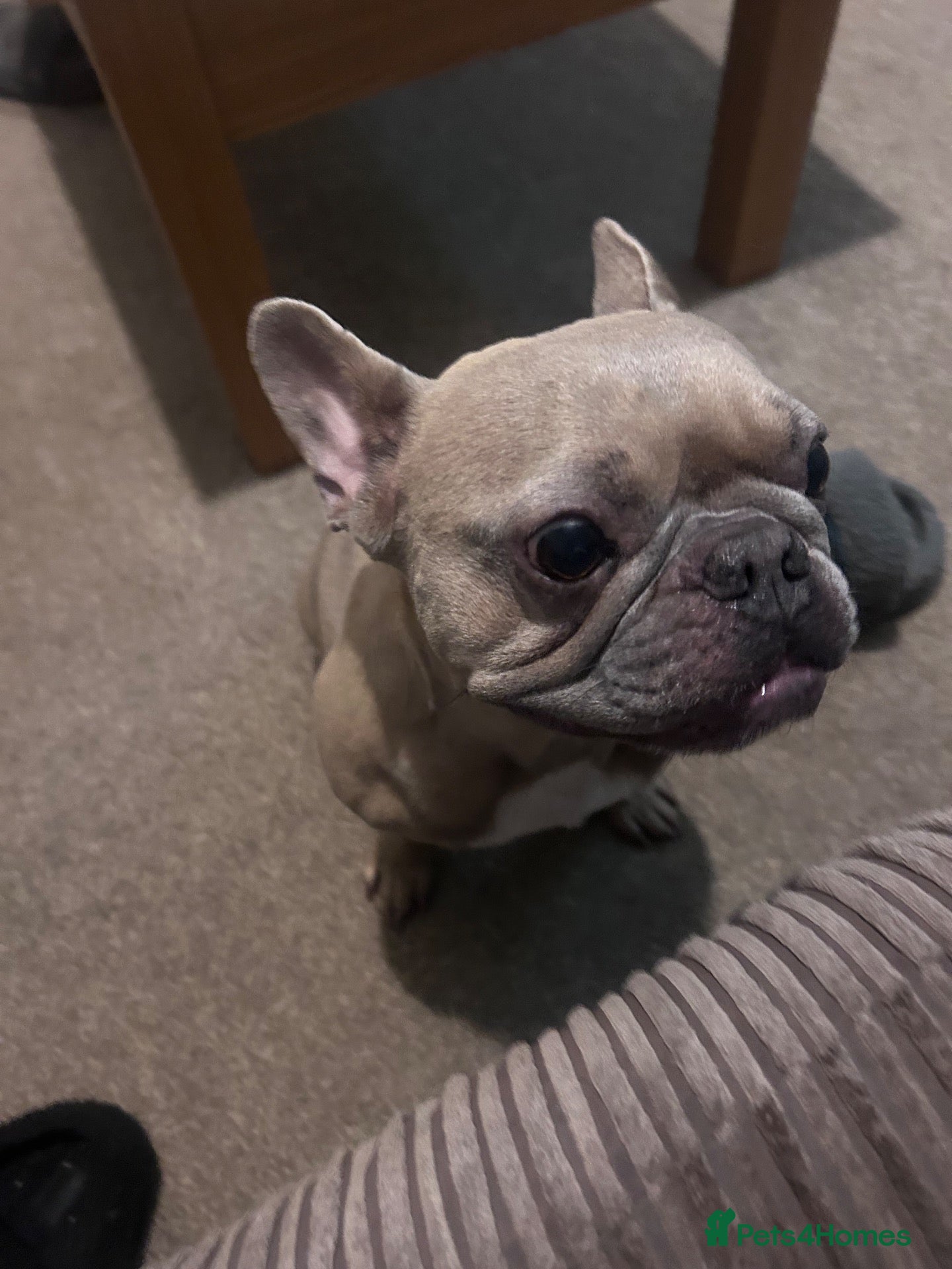 French Bulldog dogs Bentley  - Advert 1