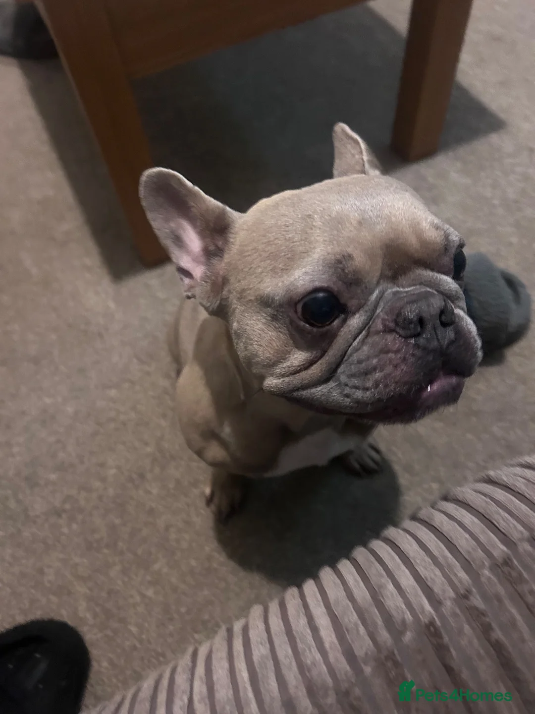 French Bulldog dogs for sale: Bentley  in Shrewsbury - Advert 1