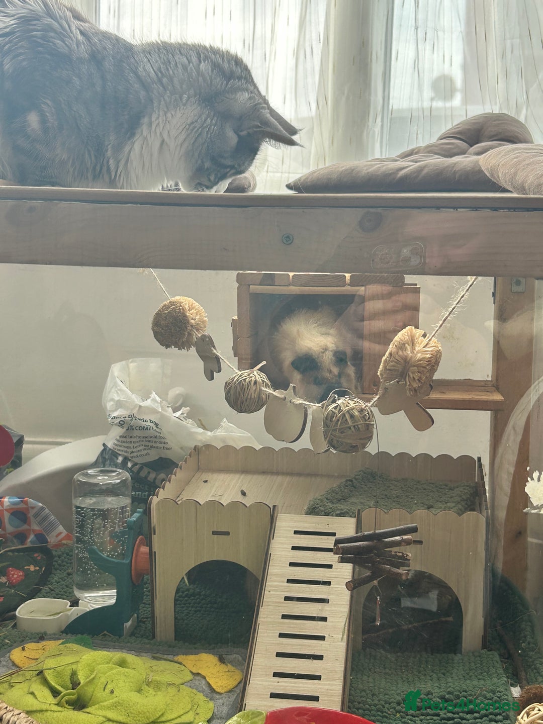 Guinea Pig rodents for sale: Two male guinea pigs 6 months old - Advert 5