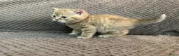 Scottish Fold cats for sale: Adorable Scottish Fold&straight kittens Ready Soon - Advert 15