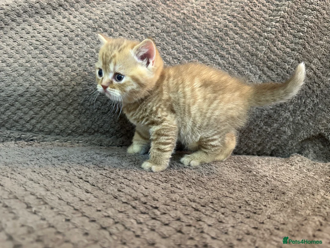 Scottish Fold cats for sale: Adorable Scottish Fold&straight kittens Ready Soon - Advert 15